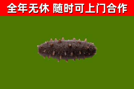 东莞回收海参干